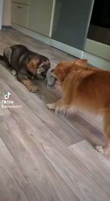 Luna 13 wochen erkennt keine Grenzen in spieltrieb-Beitrag-Bild