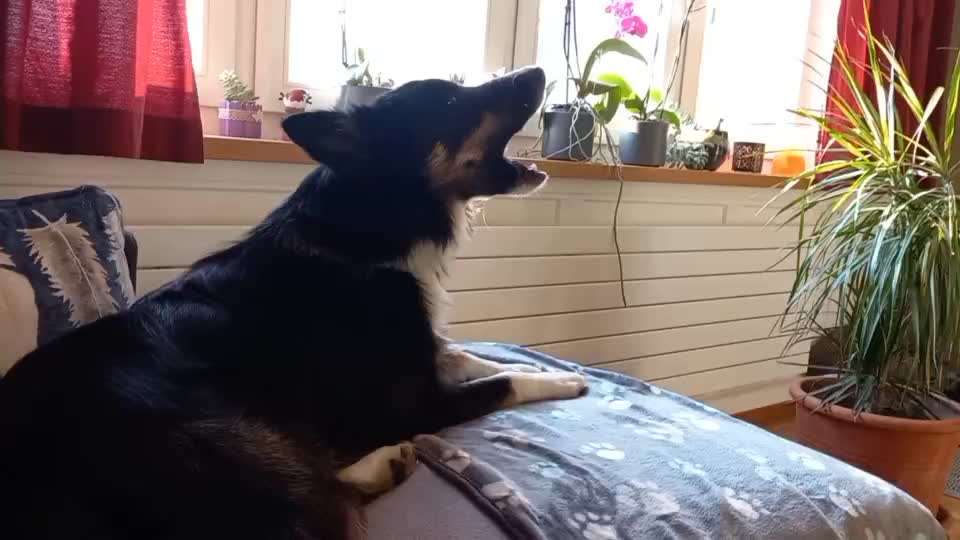 Zeigt mal eure border Collies :)-Beitrag-Bild