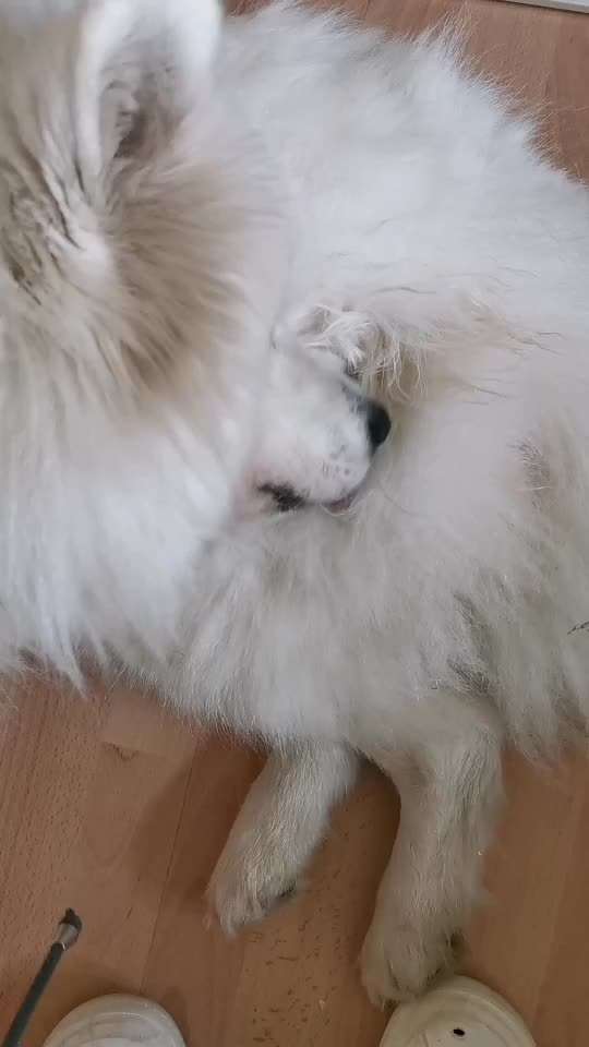 Samojede-Beitrag-Bild