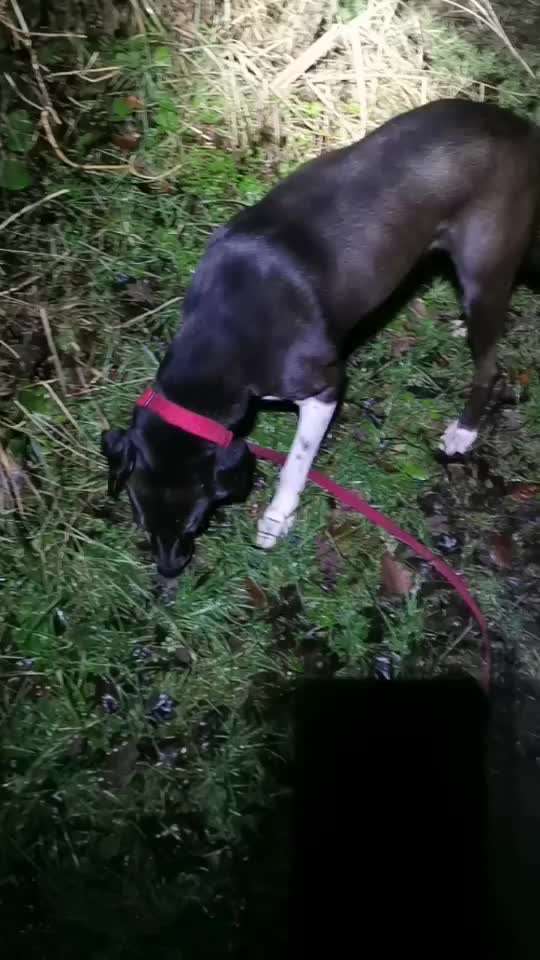 Silvester - Wann Gassi?-Beitrag-Bild