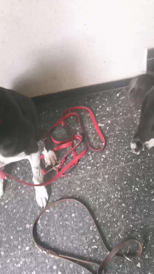 Tierschutzhunde suchen ein Zuhause-Beitrag-Bild