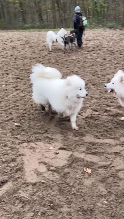 Samojede-Beitrag-Bild