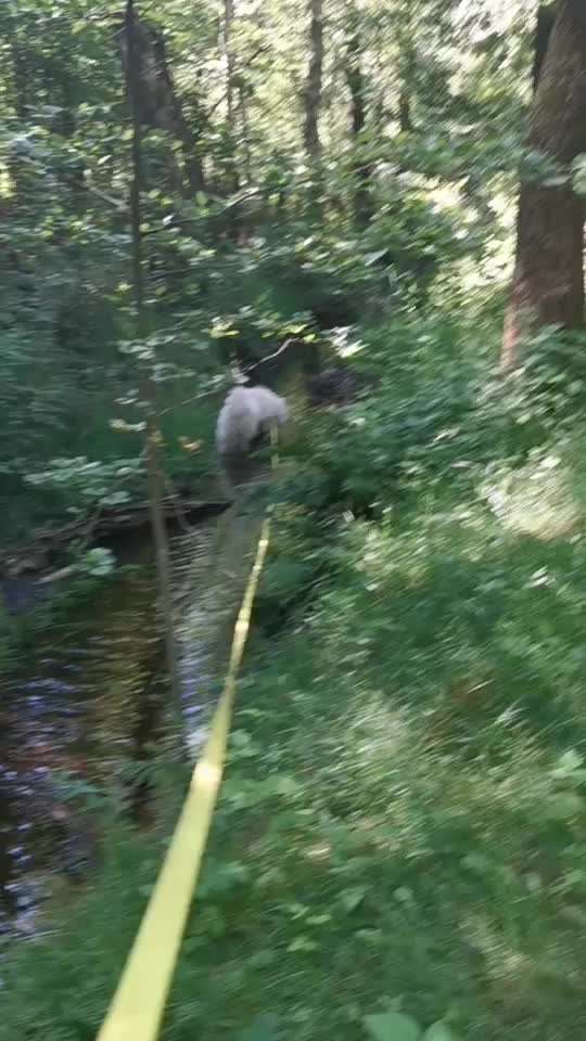 Samojede-Beitrag-Bild