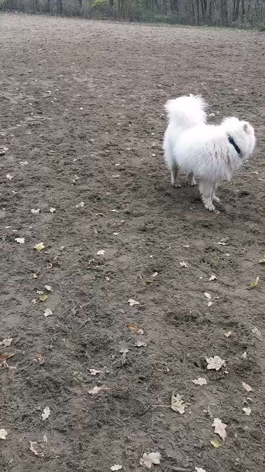 Samojede-Beitrag-Bild