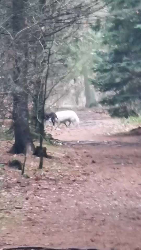 Nordische Hunde - Rückruf-Beitrag-Bild