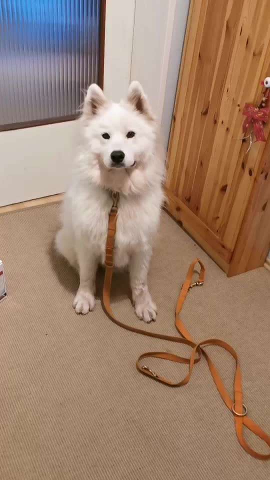 Spitz--Zwergspitz--kleinspitz---mittelspitz----Großspitz--Wolfsspitz-Beitrag-Bild