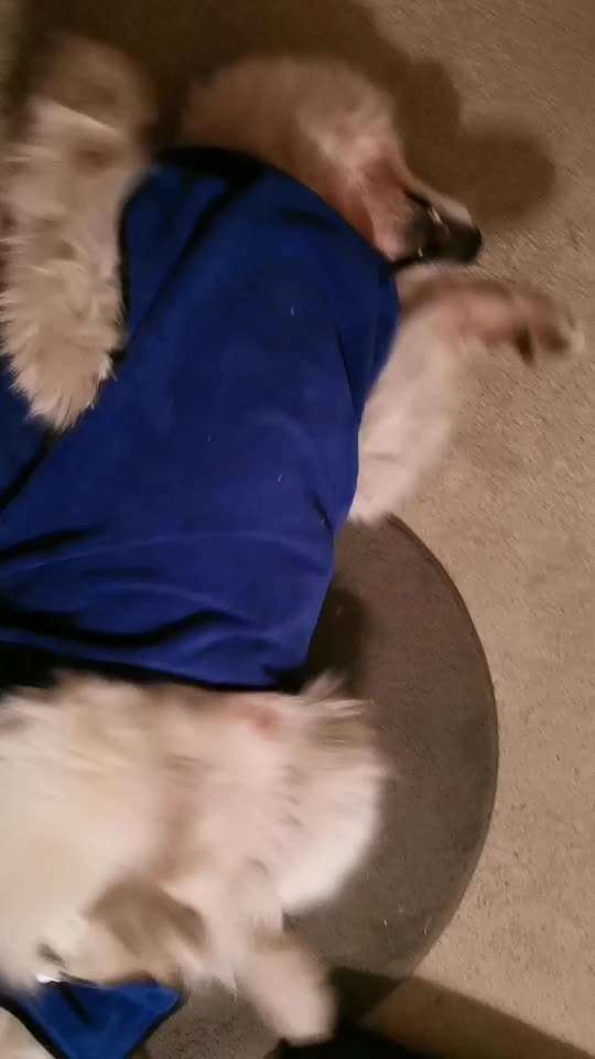 Mit was macht ihr euren Hund sauber?-Beitrag-Bild