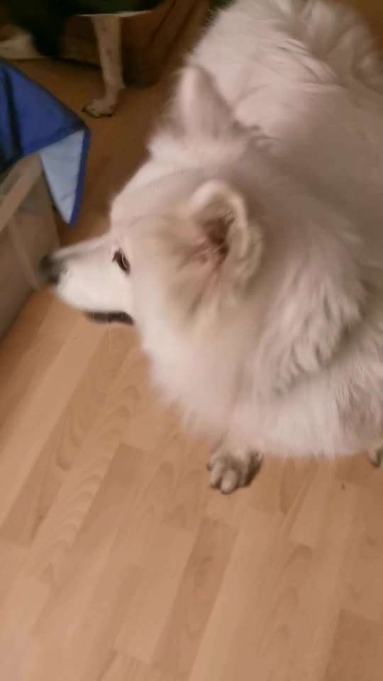 Samojede-Beitrag-Bild