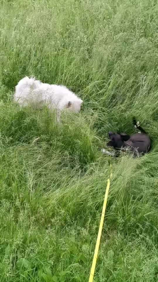 5. Hund im hohen Gras-Beitrag-Bild