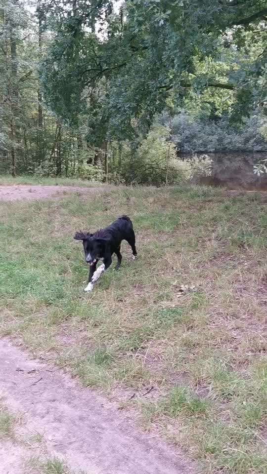 Nordische Hunde - Rückruf-Beitrag-Bild