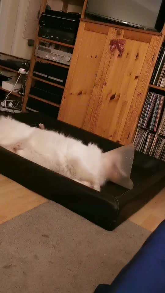 Samojede-Beitrag-Bild