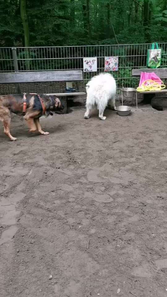 Stress/Nervosität beim Spaziergang - Hund aus dem Ausland-Beitrag-Bild