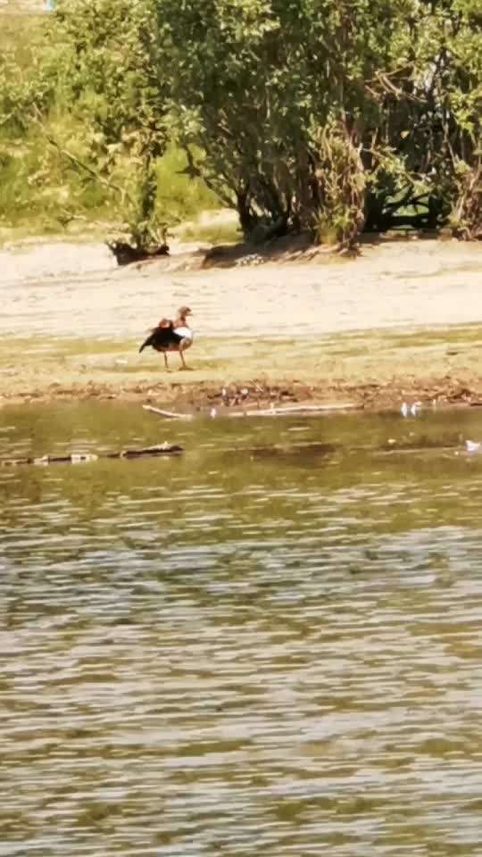 Die wunderschöne Welt mit Hund.-Beitrag-Bild