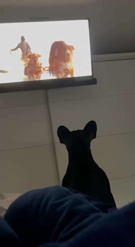 Hund bellt Fernseher an-Beitrag-Bild