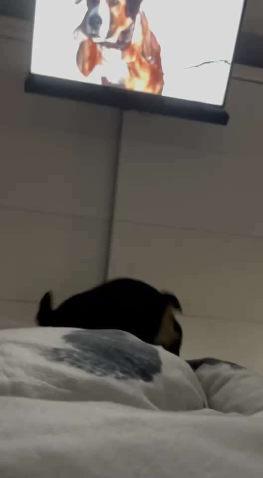 Hund bellt Fernseher an-Beitrag-Bild