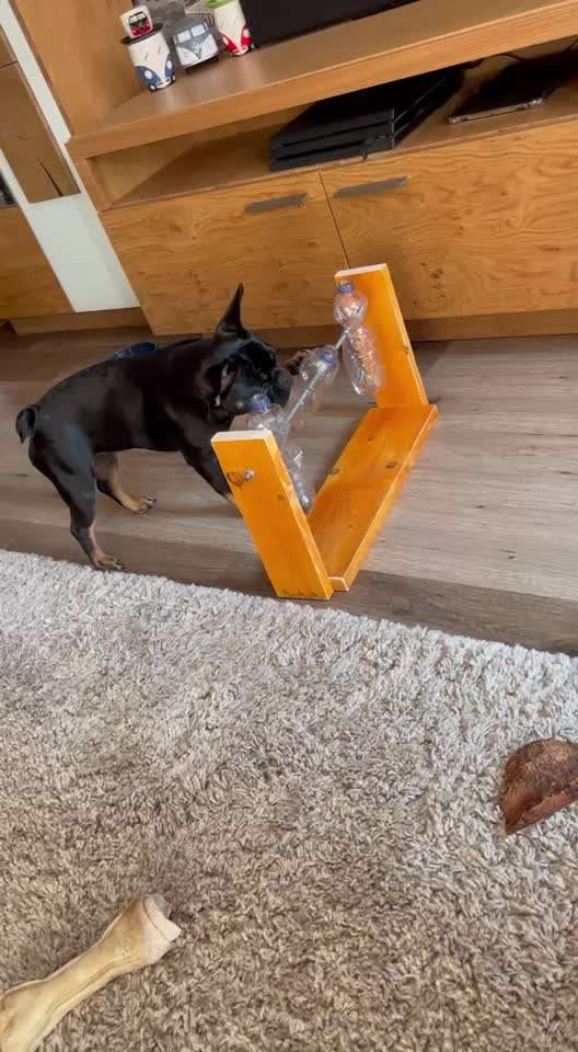 Hund bellt Fernseher an-Beitrag-Bild