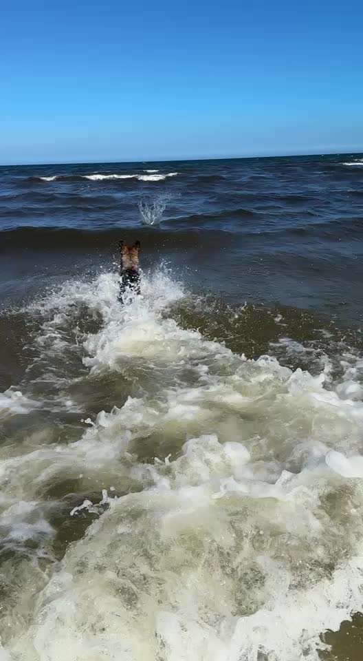 Sicheres Schwimmen mit Hund - Eure Erfahrungen und Tipps-Beitrag-Bild