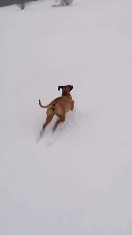 Rhodesian Ridgeback-Beitrag-Bild