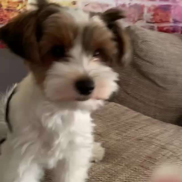 Welpe macht komische Geräusche-Beitrag-Bild