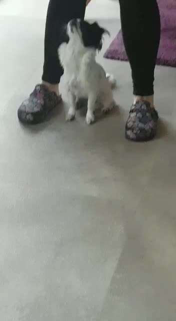 Trick Callange Nr.4-Beitrag-Bild