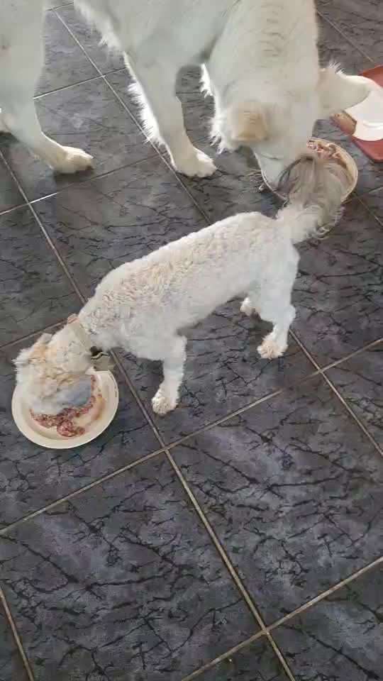 Freddys Kummerkasten-Beitrag-Bild