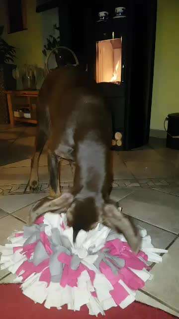 Schnüffelteppich-Beitrag-Bild