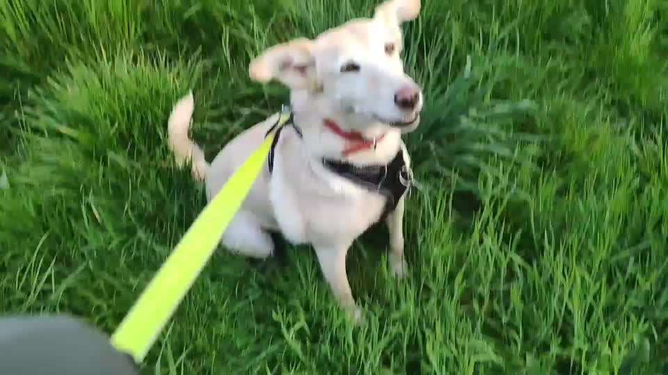 Dogorama Photo Challenge - Buddeln-Beitrag-Bild