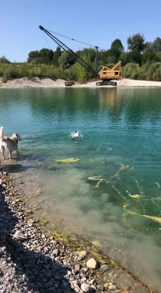 Dogorama-Monats-Challenge-Mai "Wasser"-Beitrag-Bild