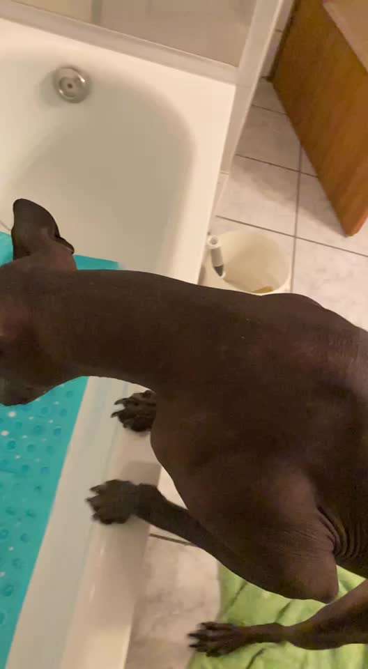 Hund waschen-Beitrag-Bild