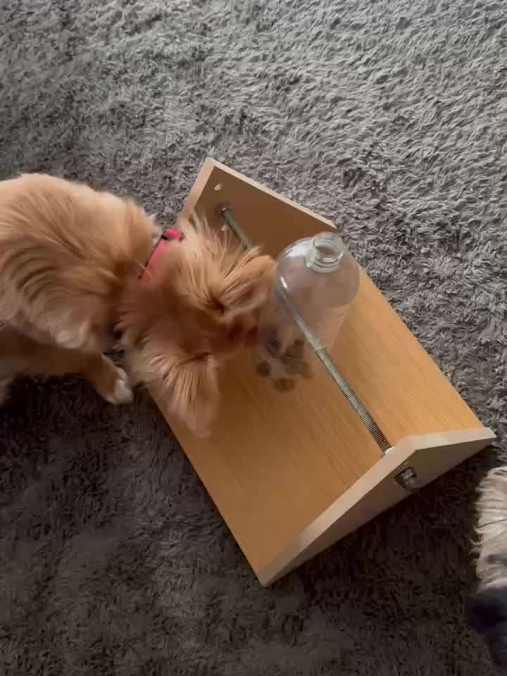 aktuelles Foto Gruppe Hunde aus dem Tierschutz