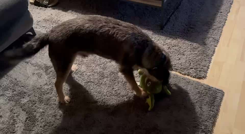 aktuelles Foto Gruppe Hunde aus dem Tierschutz