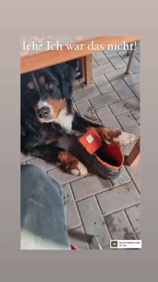 Berner Sennen-Beitrag-Bild