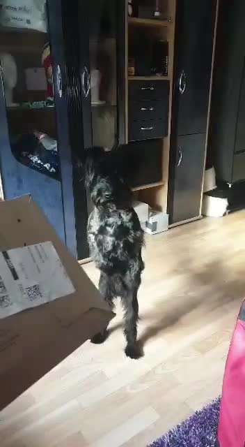 Dogorama Photo Challenge - Hündchen streckt dich-Beitrag-Bild