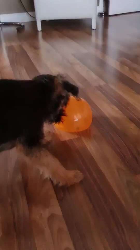 Border Terrier-Beitrag-Bild