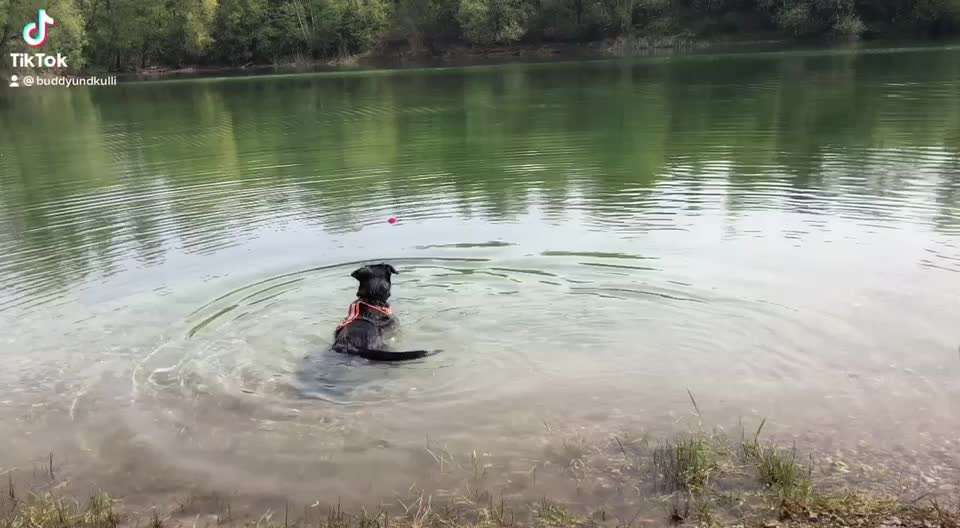 Zeigt hier Euer liebstes Video Eurer Hunde-Beitrag-Bild