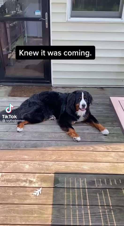 Hier ist der Spaßthread. Zum Schmunzeln und Kaputtlachen-Beitrag-Bild