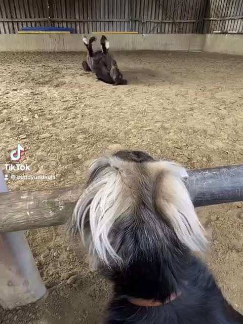 Zeigt hier Euer liebstes Video Eurer Hunde-Beitrag-Bild