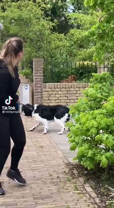 Hier ist der Spaßthread. Zum Schmunzeln und Kaputtlachen-Beitrag-Bild