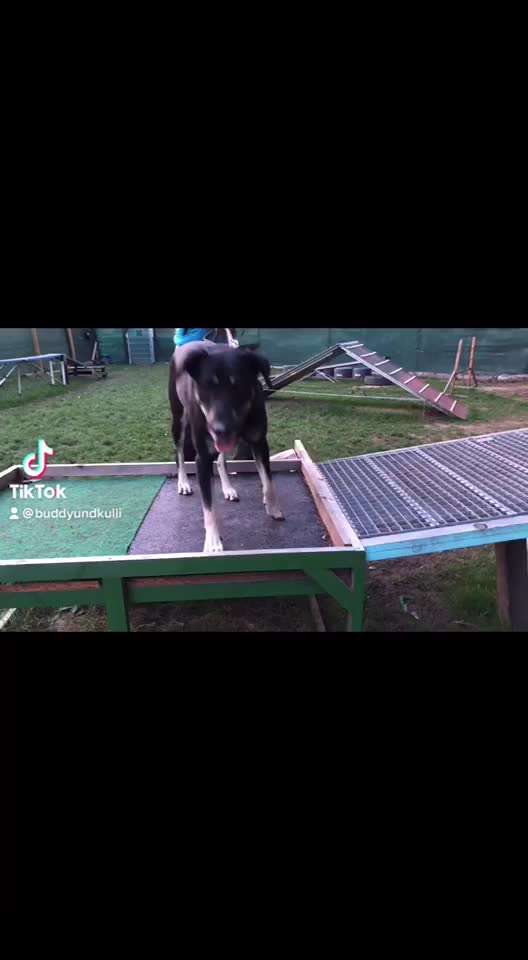 Dogorama Bekanntschaften/Freundschaften-Beitrag-Bild