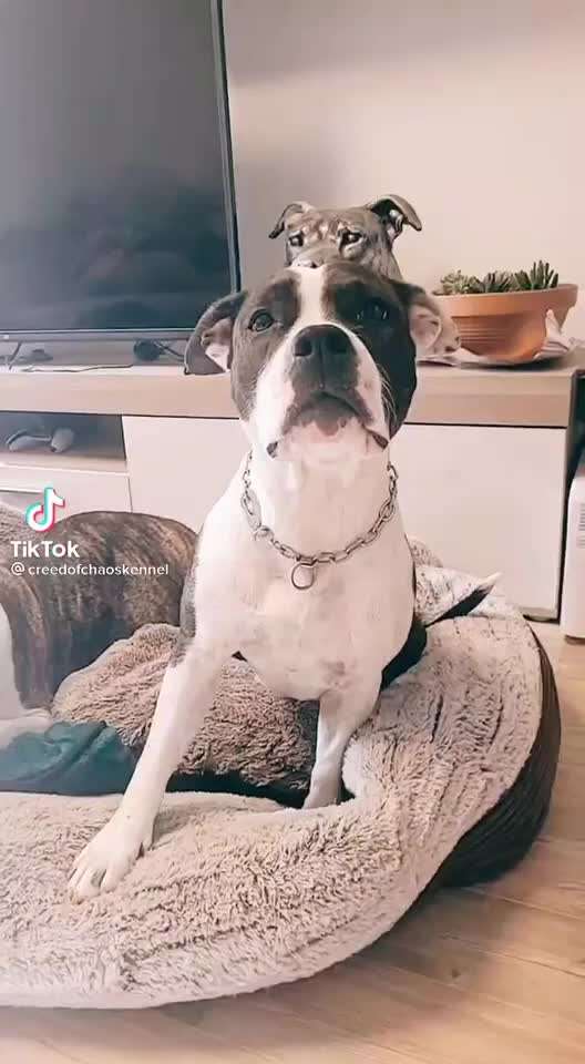 Hier ist der Spaßthread. Zum Schmunzeln und Kaputtlachen-Beitrag-Bild