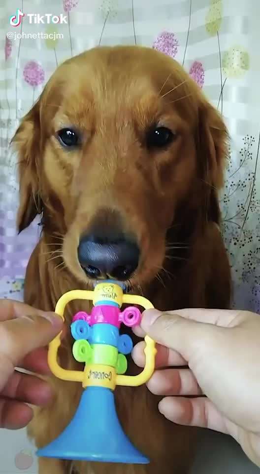 Hier ist der Spaßthread. Zum Schmunzeln und Kaputtlachen-Beitrag-Bild