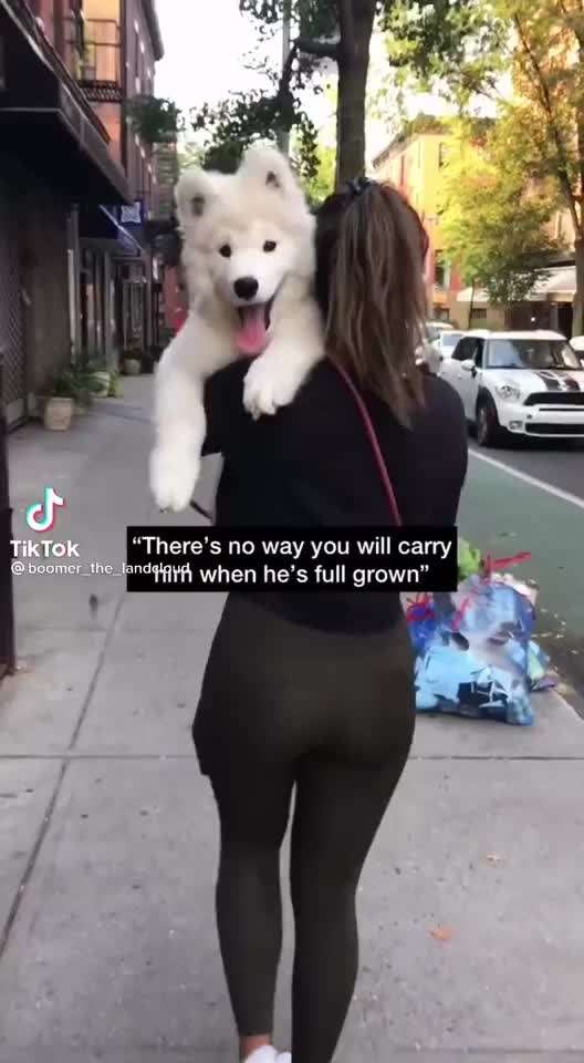 Hier ist der Spaßthread. Zum Schmunzeln und Kaputtlachen-Beitrag-Bild