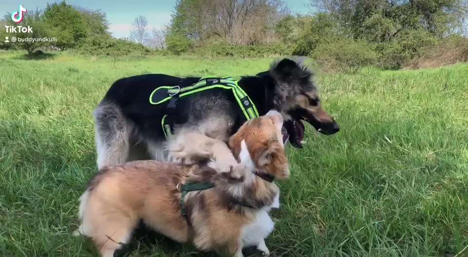Zeigt hier Euer liebstes Video Eurer Hunde-Beitrag-Bild