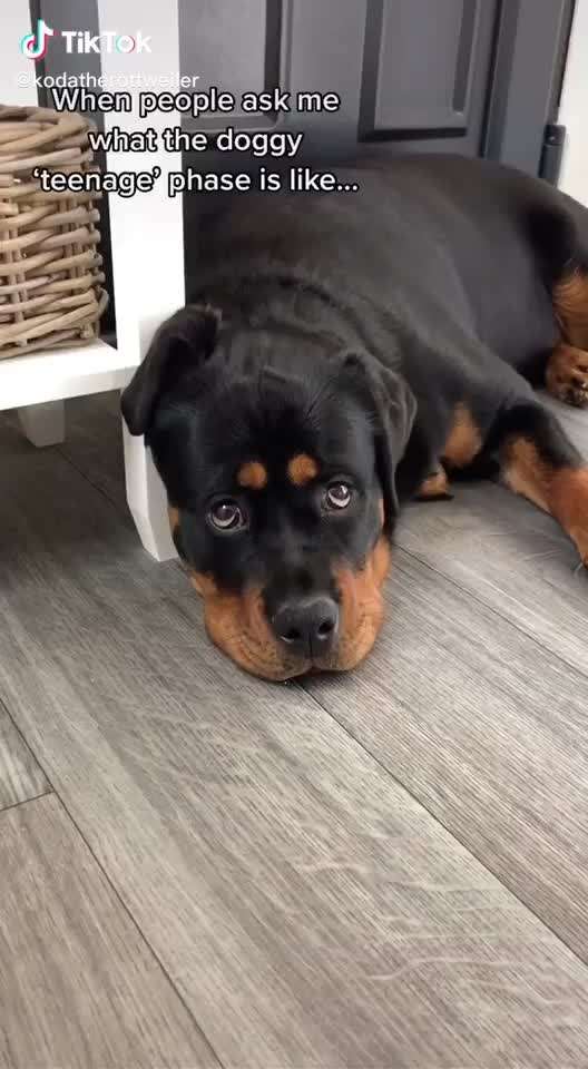 Hier ist der Spaßthread. Zum Schmunzeln und Kaputtlachen-Beitrag-Bild