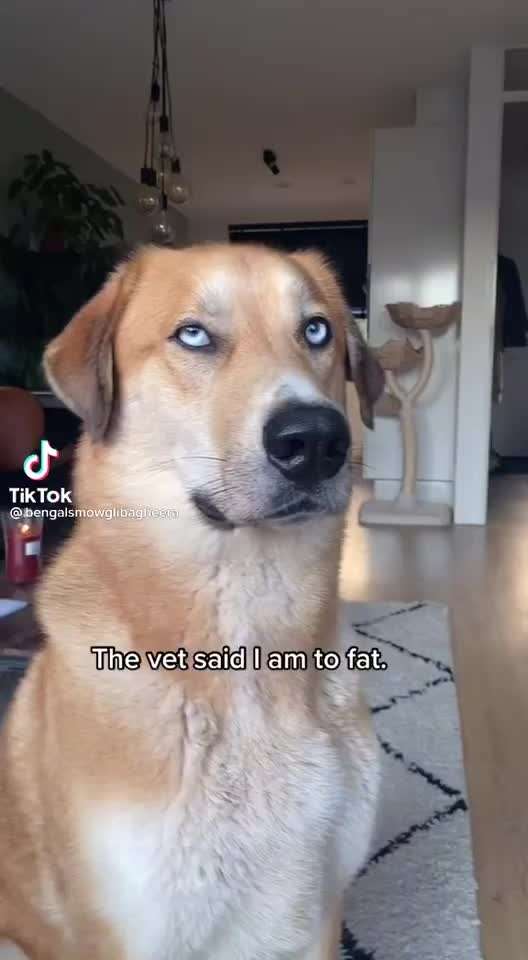 Hier ist der Spaßthread. Zum Schmunzeln und Kaputtlachen-Beitrag-Bild