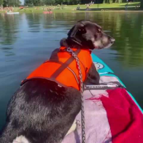 Zeigt hier Euer liebstes Video Eurer Hunde-Beitrag-Bild