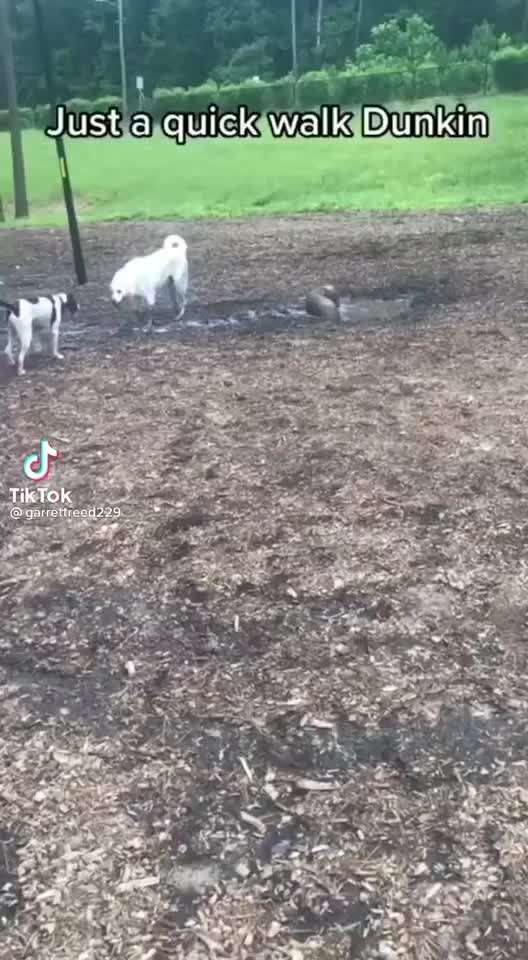 Hier ist der Spaßthread. Zum Schmunzeln und Kaputtlachen-Beitrag-Bild