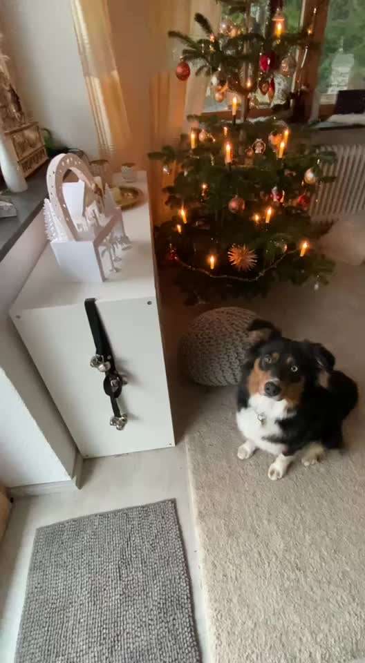 Buzzer mit Sprachaufnahme für Hunde-Beitrag-Bild