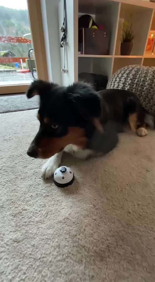 Buzzer mit Sprachaufnahme für Hunde-Beitrag-Bild