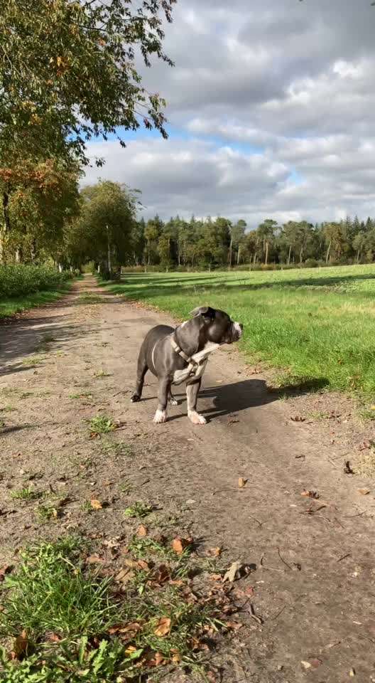 Carpus valgus-Beitrag-Bild